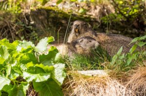 Nationalpark Hohe Tauern